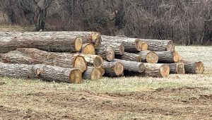Rough Cut logs 1