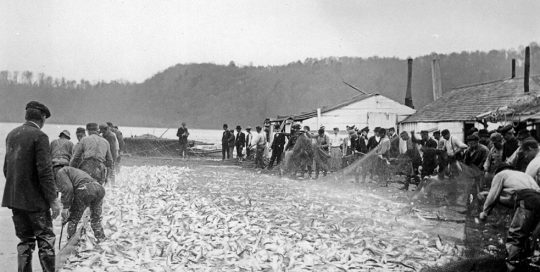 Pound Net Fishing